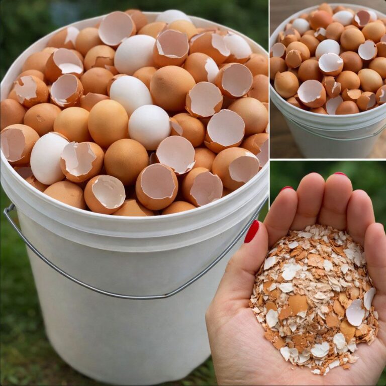 Stop throwing them away. Boil eggshells and say goodbye to… Show more