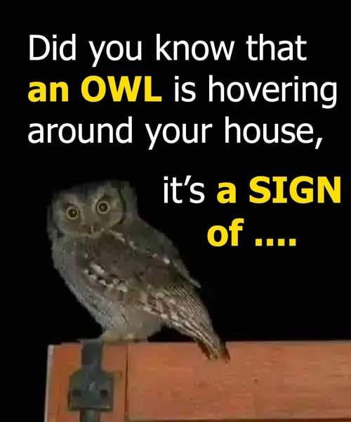 What It Means When an Owl Is Near Your House at Night 🦉