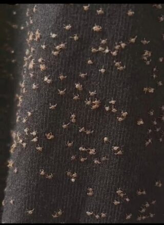 These were all over my pant leg during a walk today — I have no idea how they got there. What are they