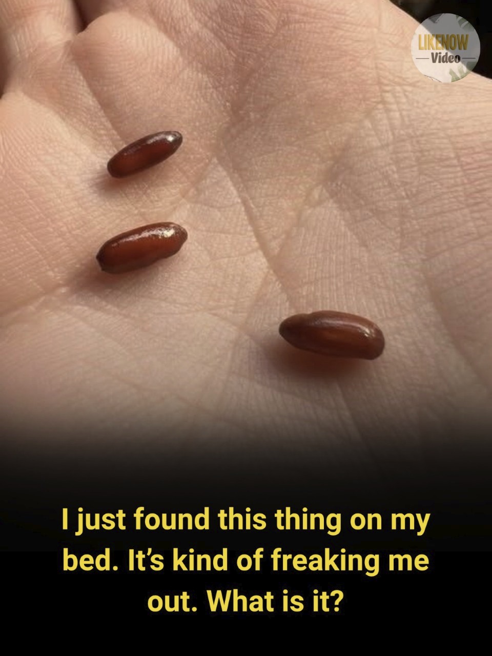 “I Found Strange Reddish-Brown Capsules on My Bed” – The Moment Curiosity Turned Into Fear