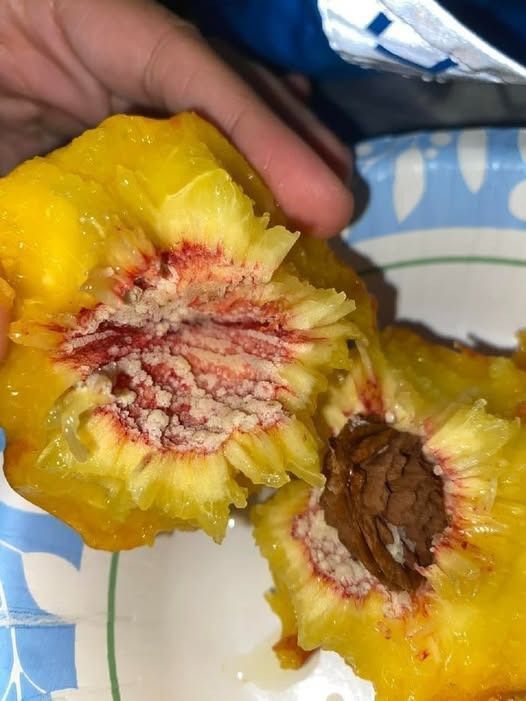 White Stuff on Your Peach Pit? Don’t Panic — Here’s What It Really Is (and Why It’s Totally Normal)