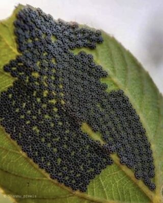 Why You Shouldn’t Touch These Mysterious Clusters on Leaves