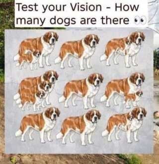 Only the keen-eyed can spot them! – Count the dogs!