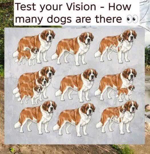 Only the keen-eyed can spot them! – Count the dogs!