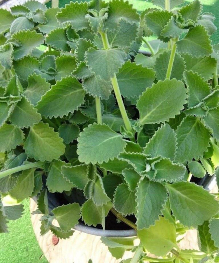 A Scientific Look at Oregano’s Role in Supporting Wellness