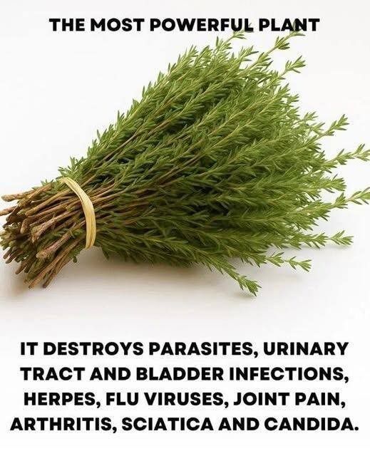 Nature’s Potent Healer