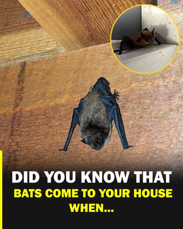 Bats in the house: what their visit really means and the scientific explanation behind the phenomenon