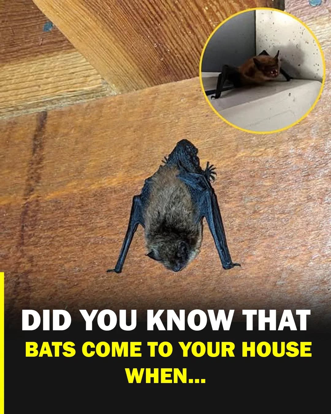 Bats in the house: what their visit really means and the scientific explanation behind the phenomenon