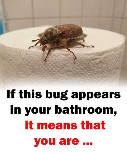 If this bug appears in your bathroom, it means that you are …