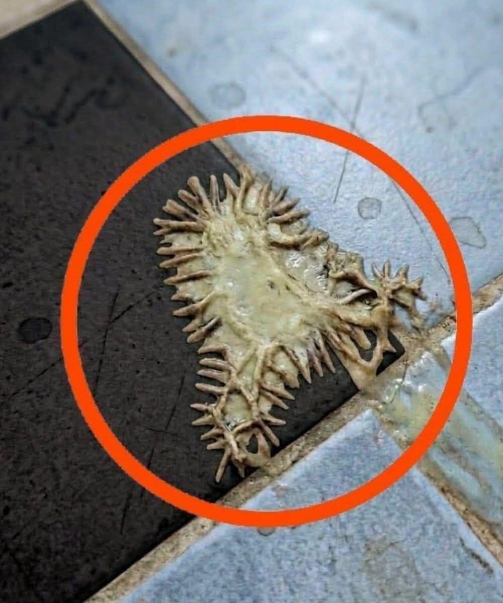 Mystery Blob in the Bathroom? It’s Probably Slime Mold—And It’s (Mostly) Harmless