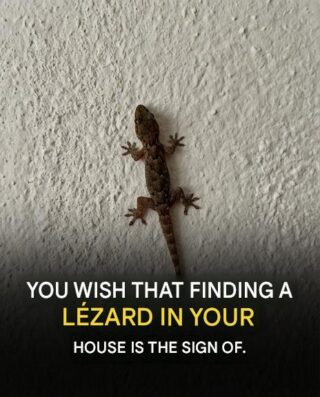 What does it mean to have a lizard in your home? The surprising truth