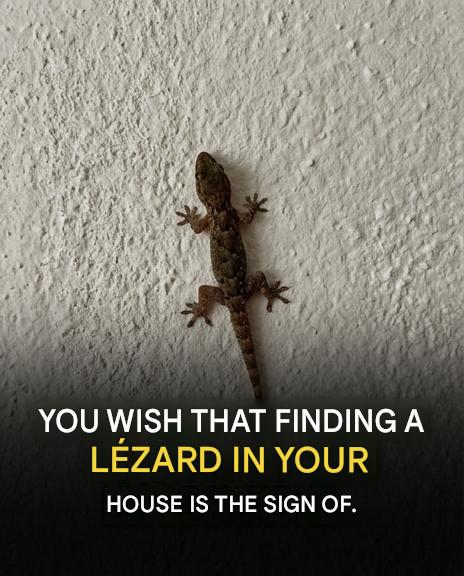 What does it mean to have a lizard in your home? The surprising truth