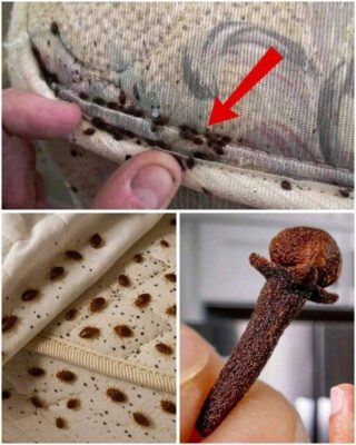 How to eliminate bed bugs – Powerful mix with Clóves Cardoso