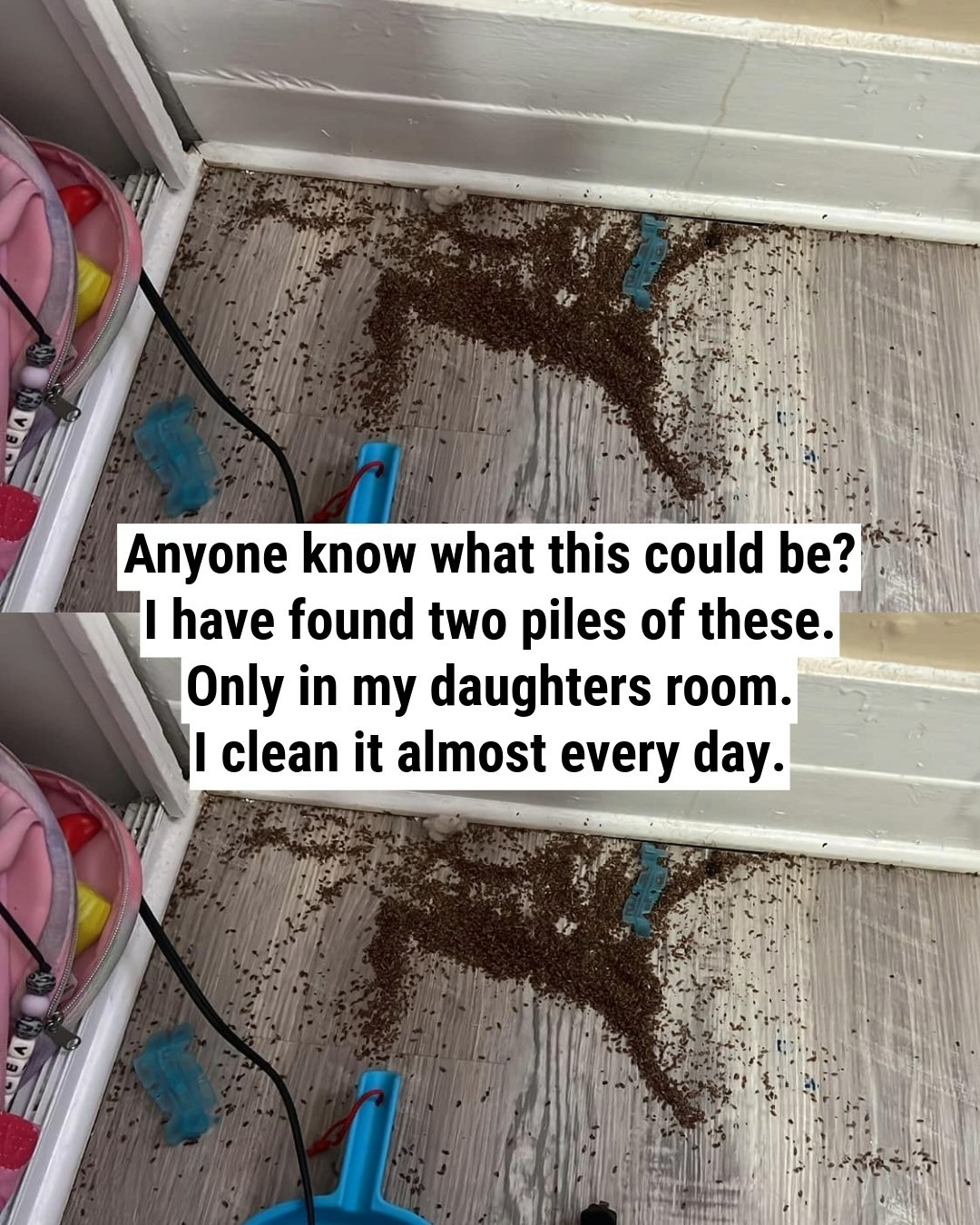 The Mystery Pile in My Daughter’s Room—Solved by the Internet (Spoiler: It Wasn’t Termites!)