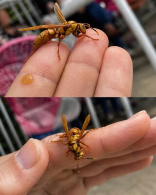 This Is What You Absolutely Should Do When a Wasp Stings You