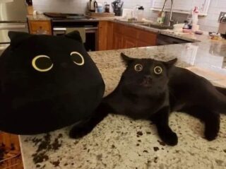 10 Hilariously Chaotic Animal Pics That Slap Harder Than Your Cat While You’re Asleep