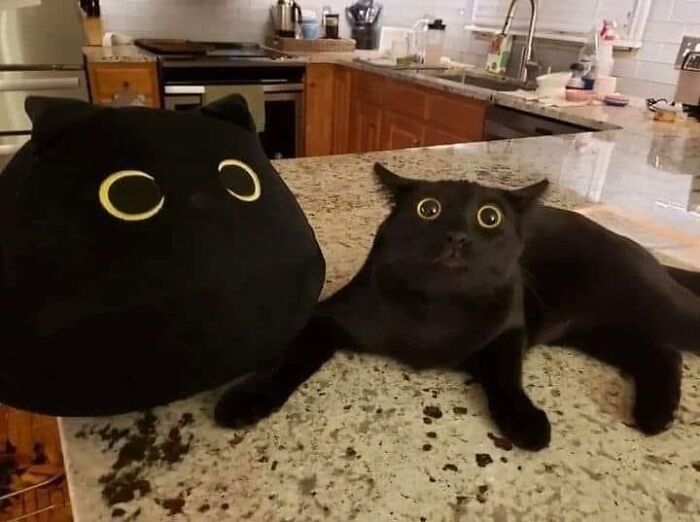 10 Hilariously Chaotic Animal Pics That Slap Harder Than Your Cat While You’re Asleep