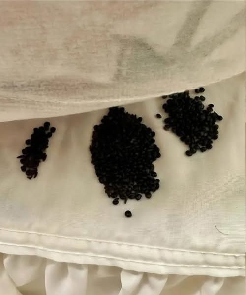 I found this under my mattress – at first I thought they were insect eggs, but the reality really surprised me.