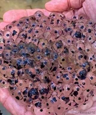 Farmer Stumbles Upon Mysterious Eggs in Field Scientists Reveal Astonishing Truth