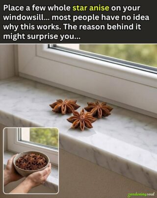 Place a Few Whole Star Anise in Your Windowsills – The Secret Reason to Start Today