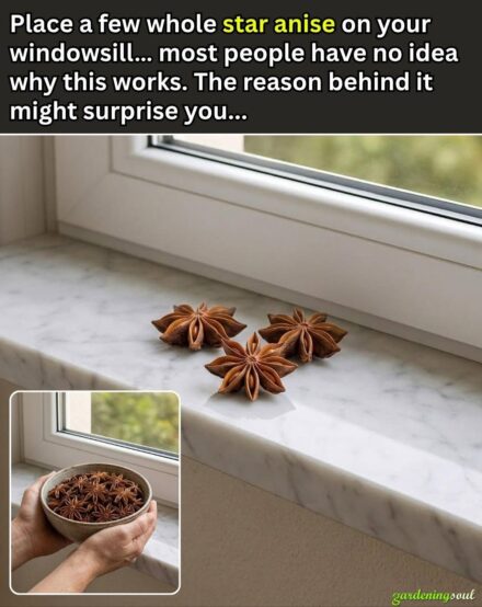 Place a Few Whole Star Anise in Your Windowsills – The Secret Reason to Start Today