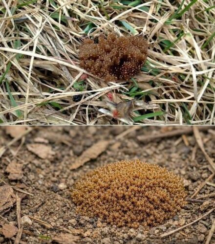 If You See These Tiny Eggs In Your Backyard, Don’t Touch Them: A Complete Guide to Identifying and Managing Tick Eggs