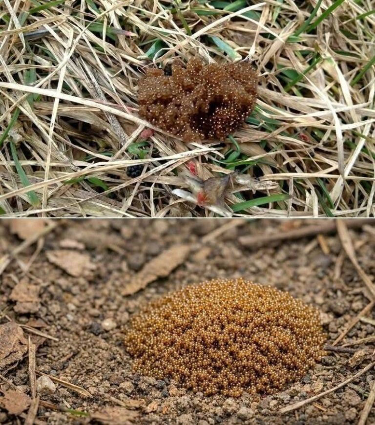 If You See These Tiny Eggs In Your Backyard, Don’t Touch Them: A Complete Guide to Identifying and Managing Tick Eggs