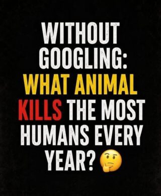 What Animal Kills the Most Humans Every Year?